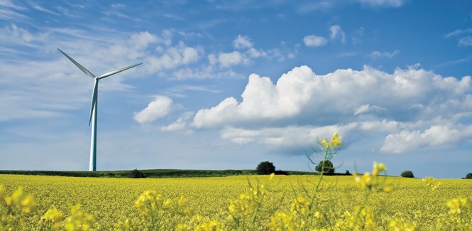 wind turbine rape seed